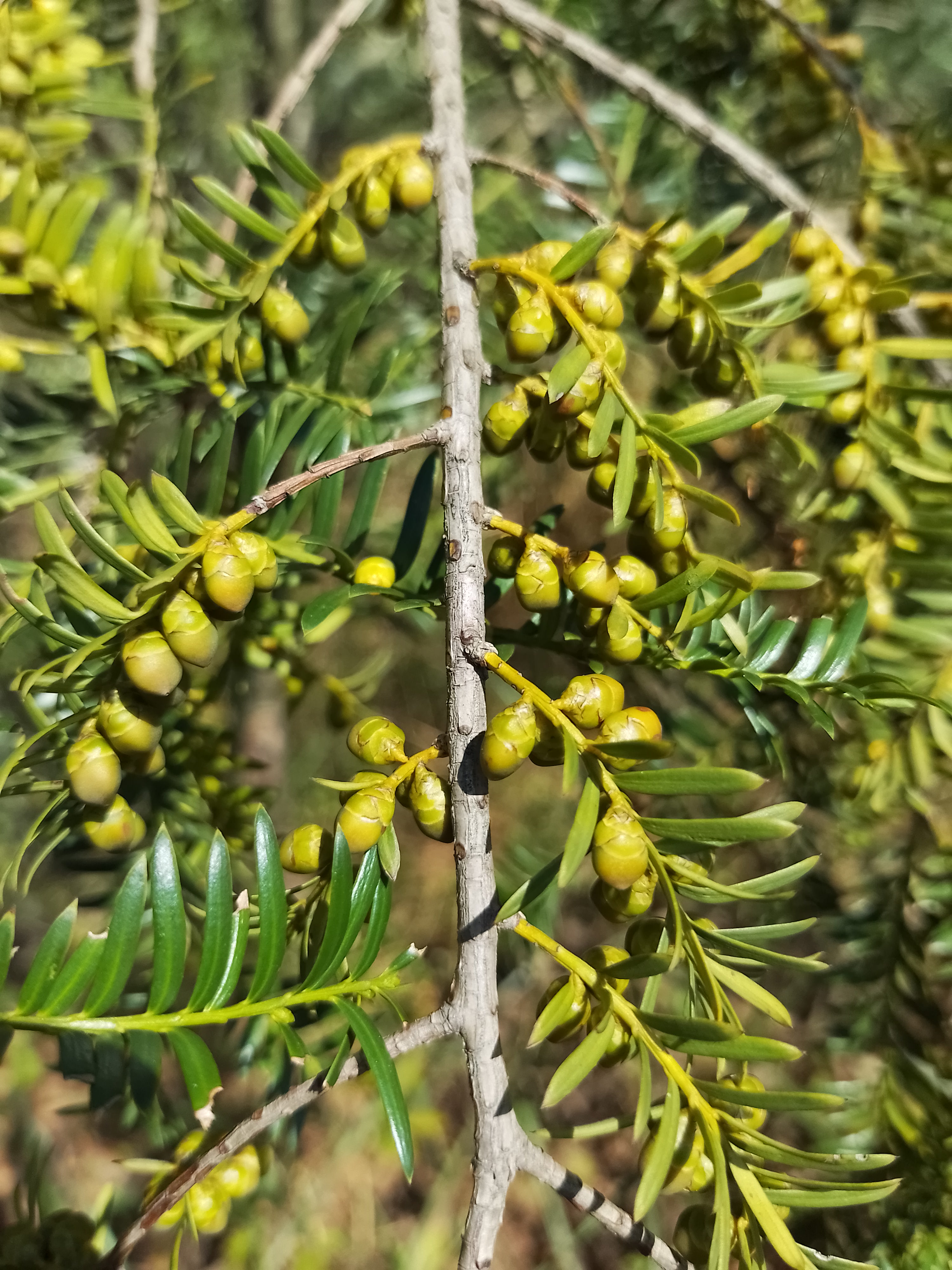 紅豆杉綠化苗木圖片