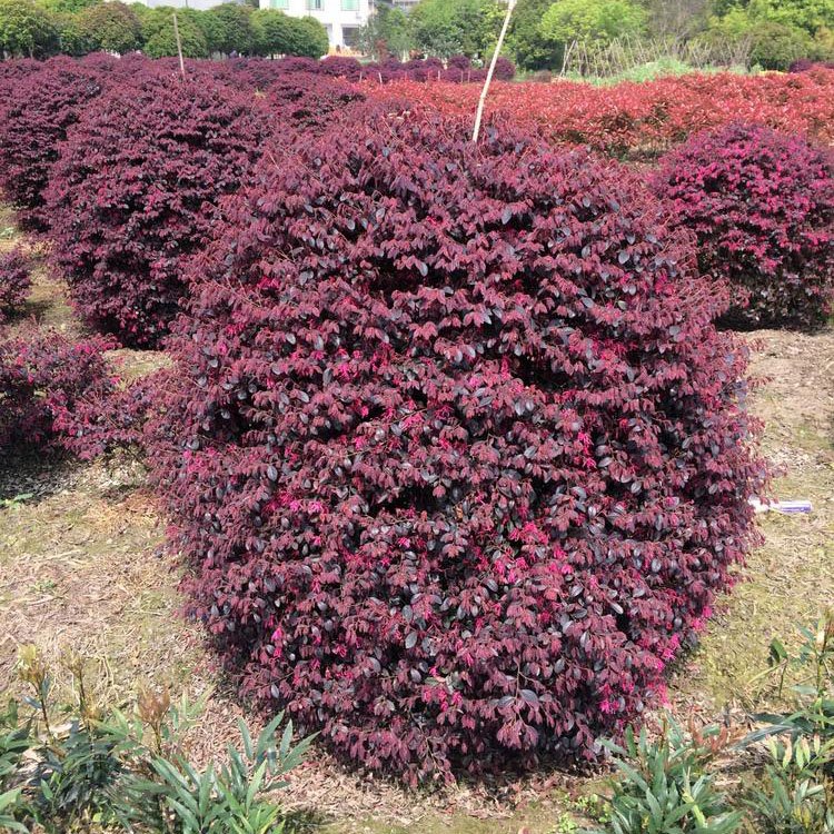 苗木基地直销 红花继木球 红继木球价格 红继木小苗图片