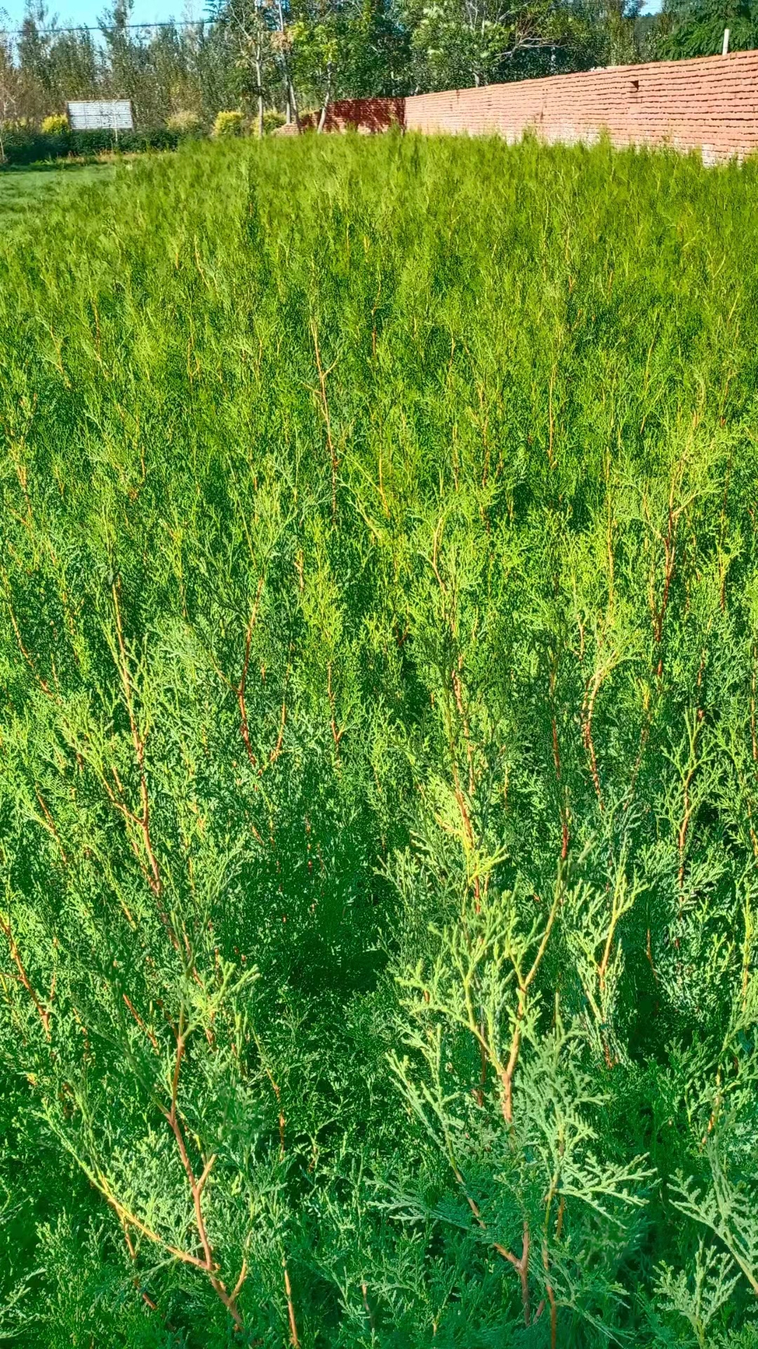 東北側柏苗基地，側柏苗多少錢，側柏苗種植