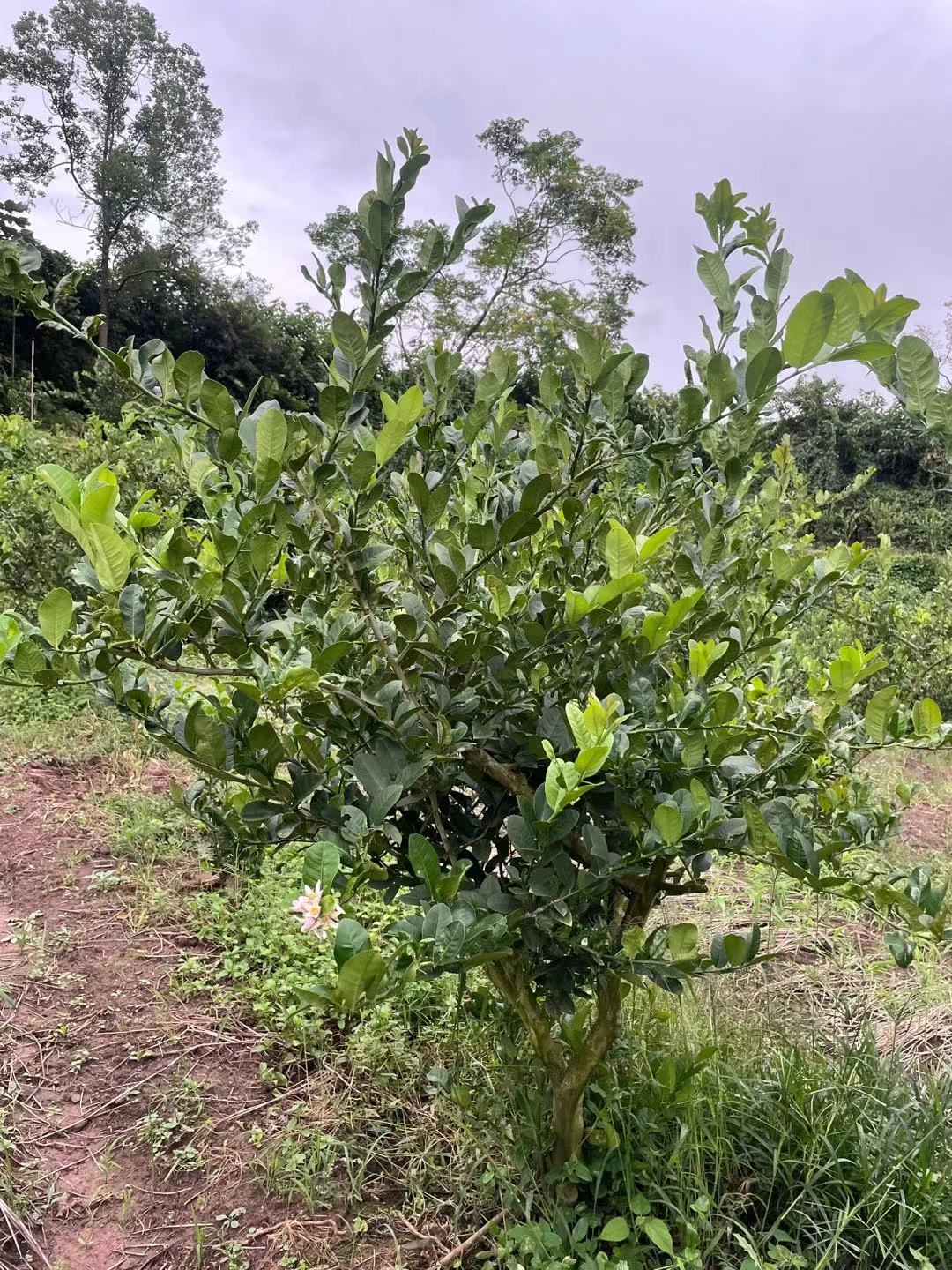 中药材佛手种苗出售佛手种植基地直发，量大从优