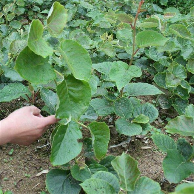 山東獼猴桃樹(shù)苗基地 果樹(shù)苗價(jià)格 獼猴桃苗
