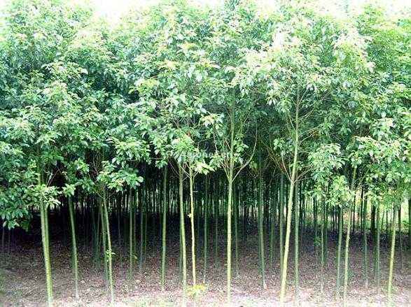 香樟圖片/香樟樣板圖 (4)