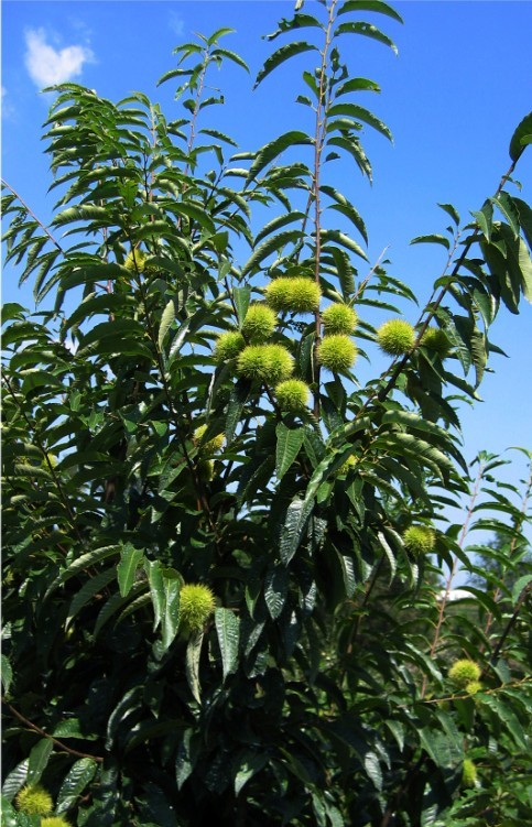 板栗苗圖片/板栗苗樣板圖 (4)