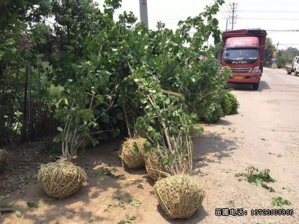 丛生腊梅--河南腊梅产地直销图片