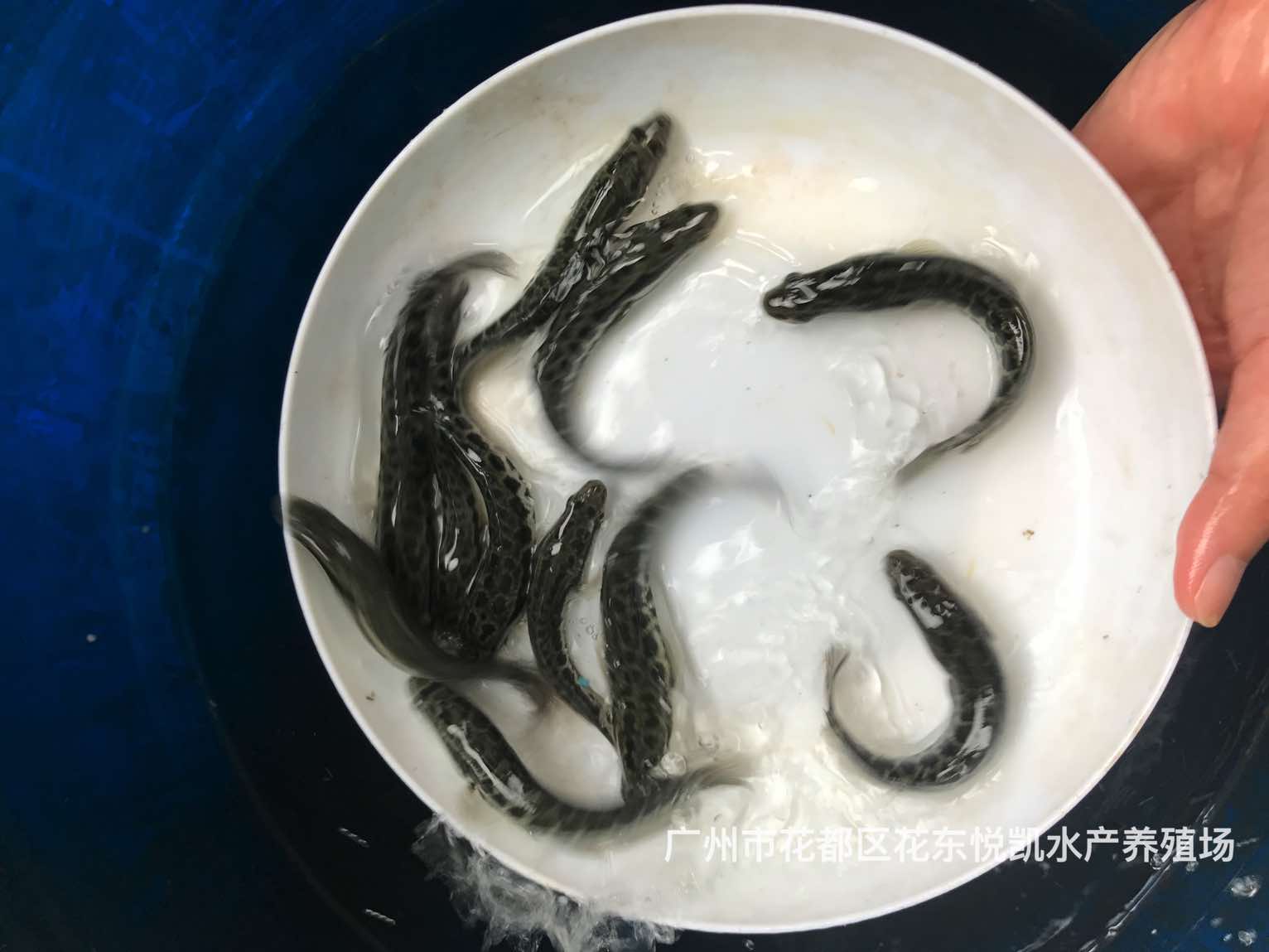 魚苗圖片/魚苗樣板圖 (4)