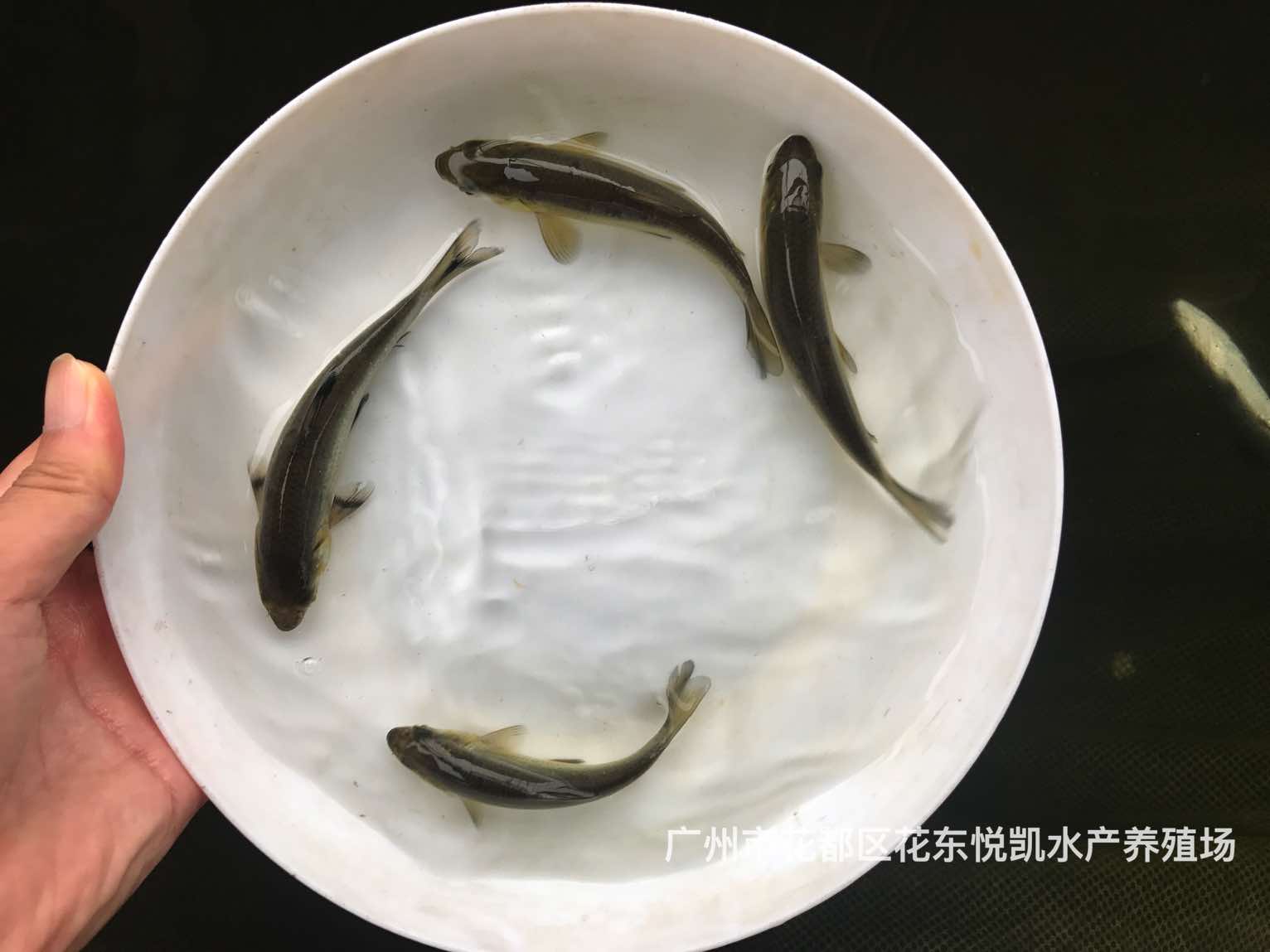 魚苗圖片/魚苗樣板圖 (3)