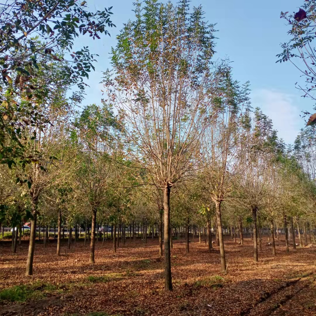 白蜡基地 价格 批发 白蜡