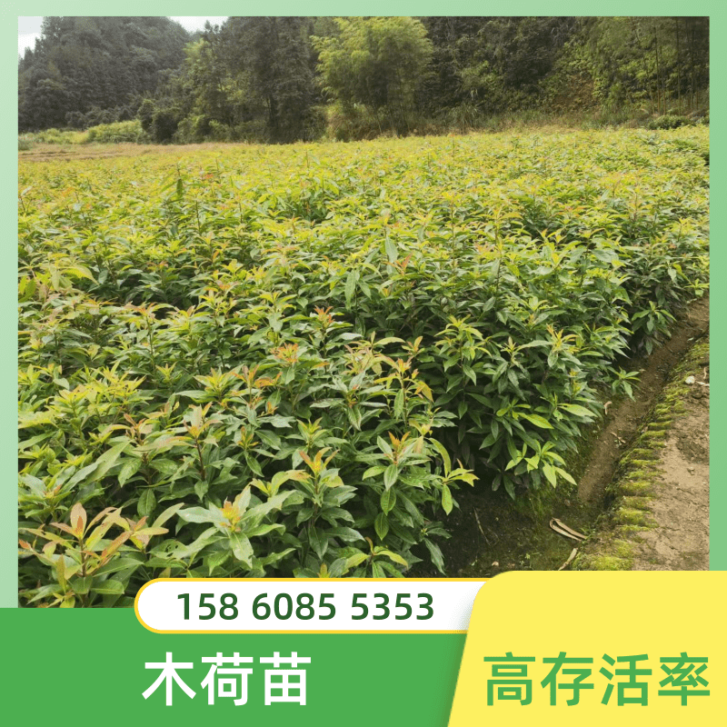 木荷苗基地出售圖片/木荷苗基地出售樣板圖 (3)