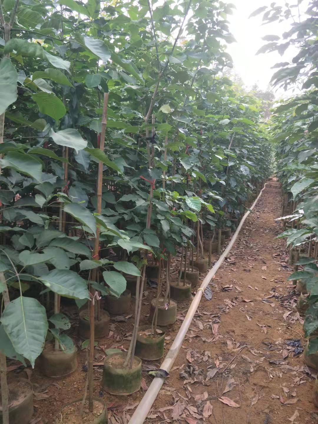 紫花楓鈴木廣東基地 紫花楓鈴木價(jià)格