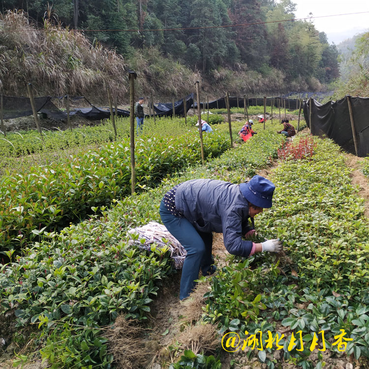 咸寧四季桂小苗圖片/咸寧四季桂小苗樣板圖 (4)