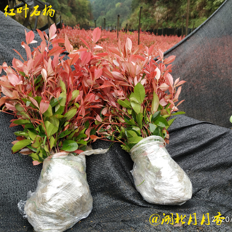 紅葉石楠圖片/紅葉石楠樣板圖 (3)