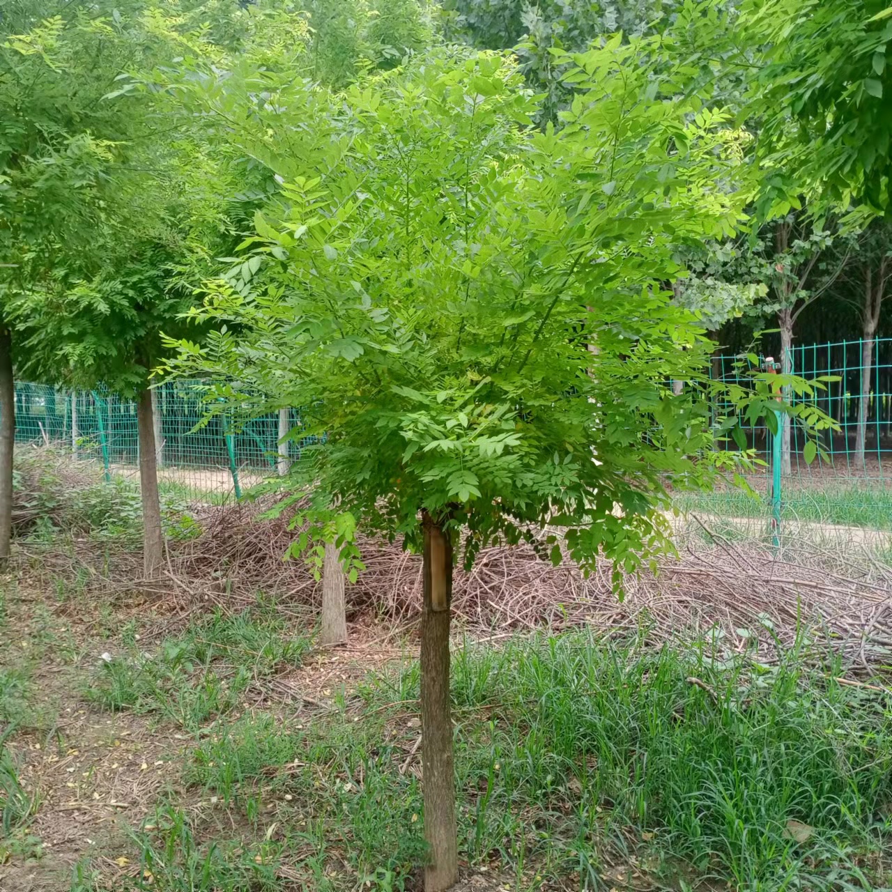 黃金槐 基地 批發(fā) 價格