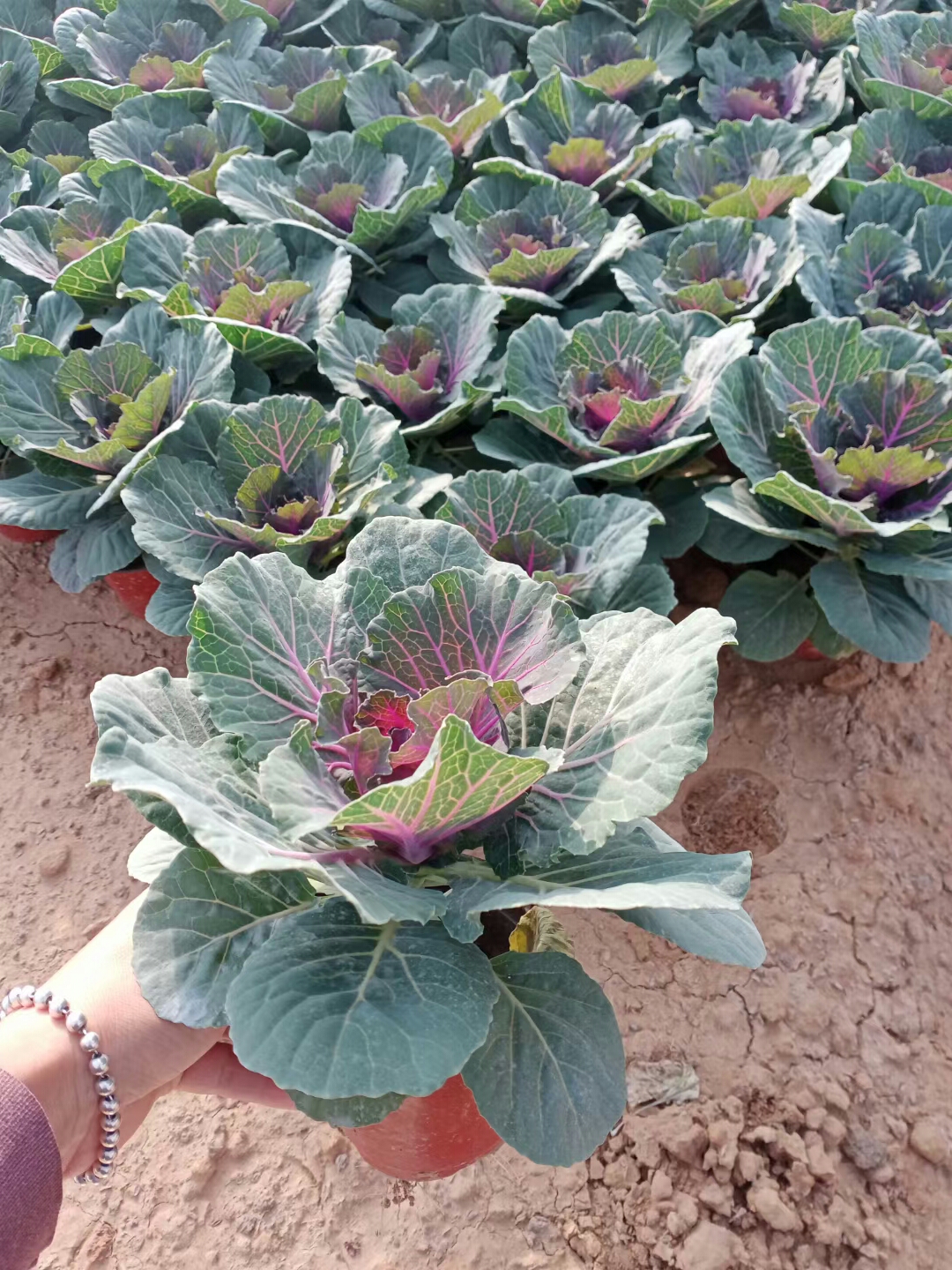 羽衣甘藍(lán)圖片/羽衣甘藍(lán)樣板圖 (3)