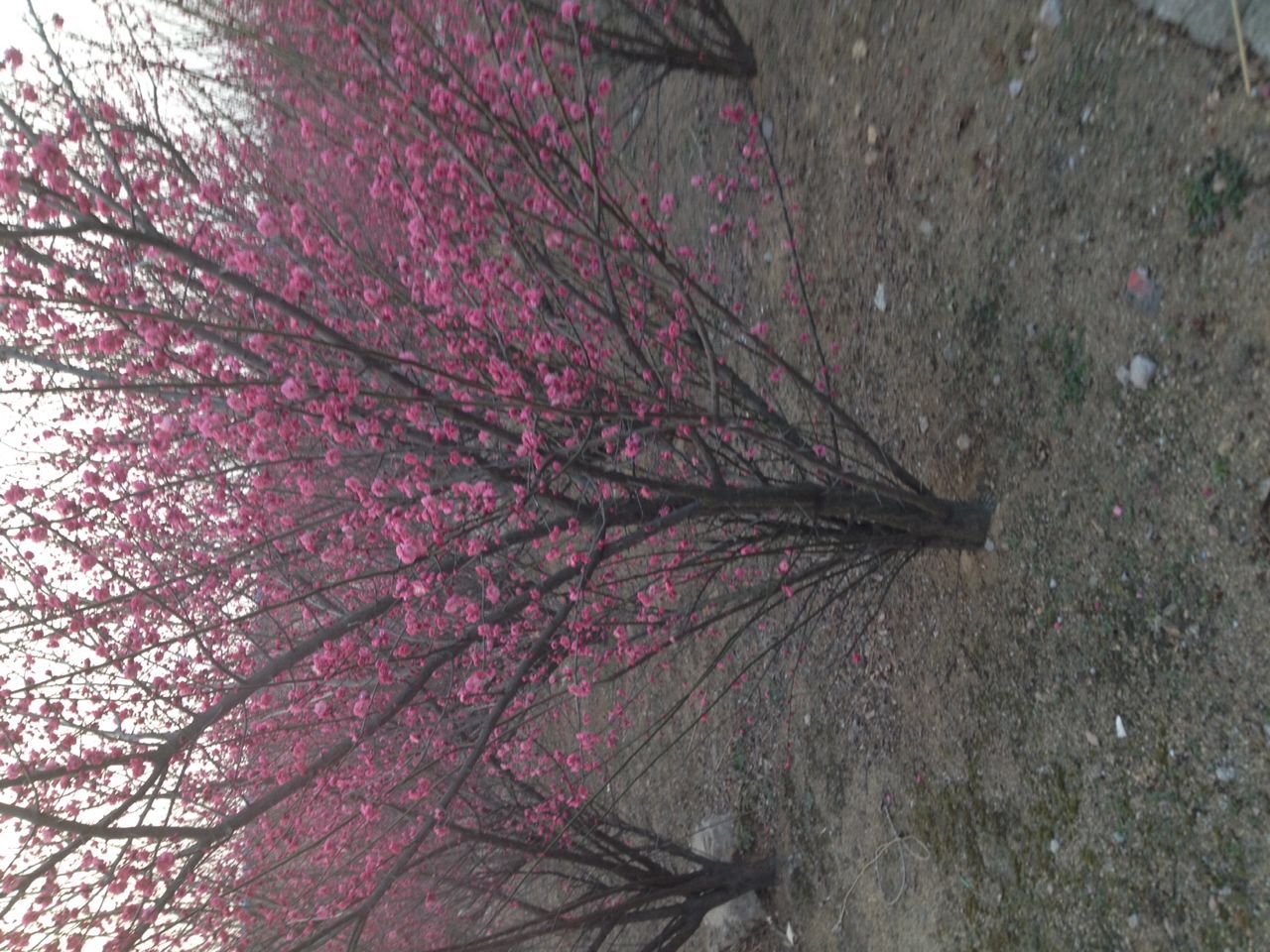 叢生紅梅批發(fā)圖片