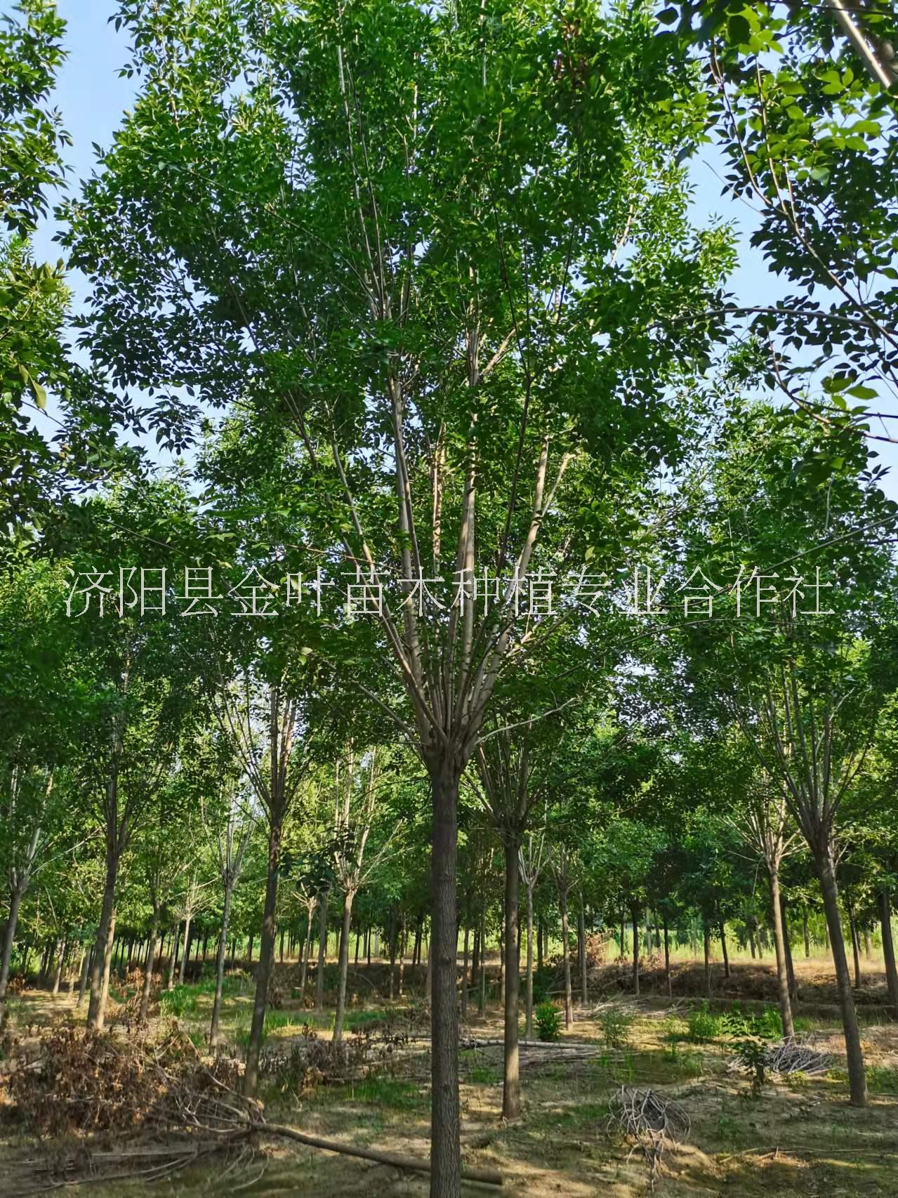 济南市白蜡种植基地厂家白蜡种植基地  白蜡批发价格  白蜡厂家销售【济阳县金叶苗木种植专业合作社】