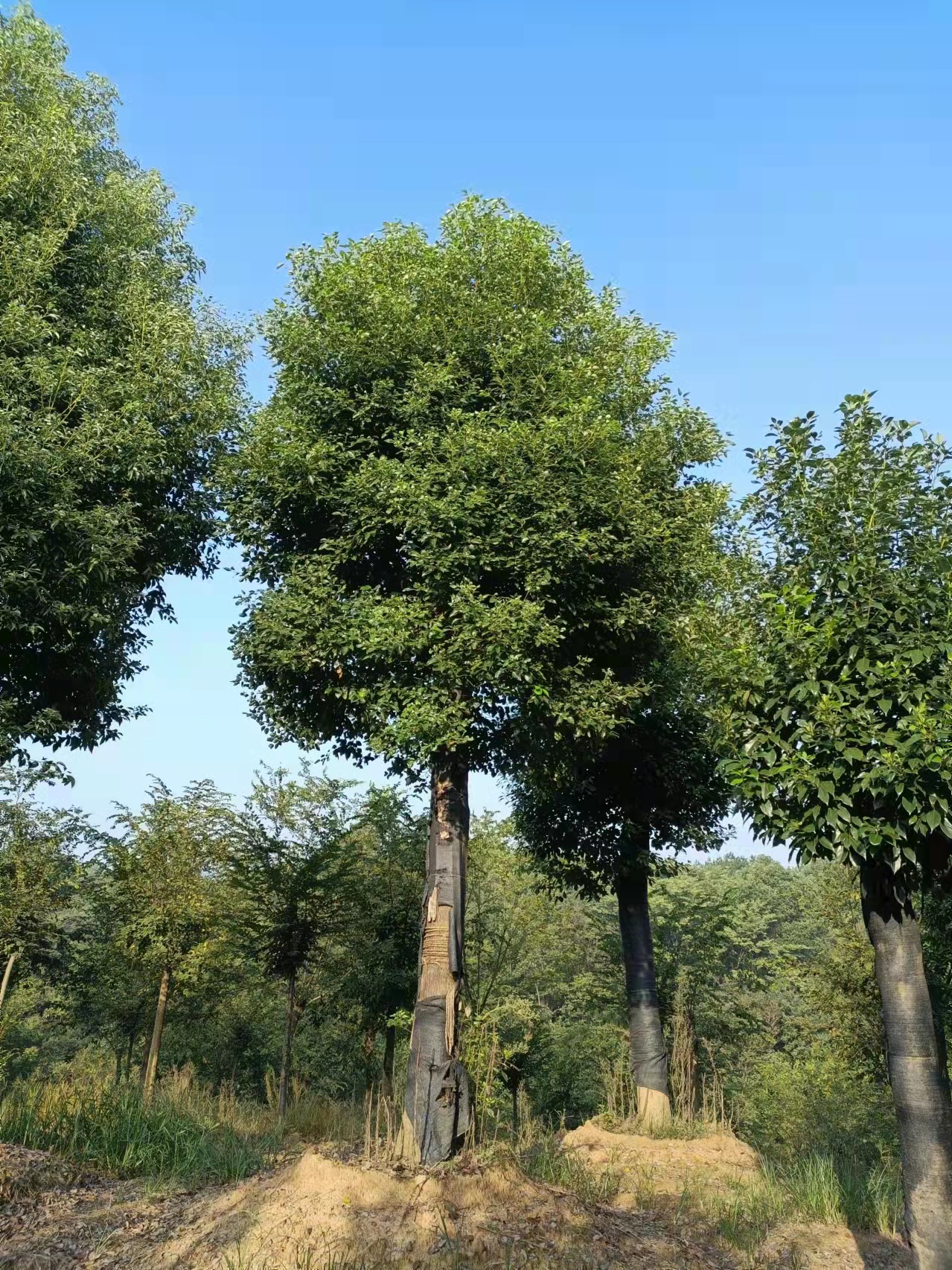廣西香樟圖片/廣西香樟樣板圖 (3)