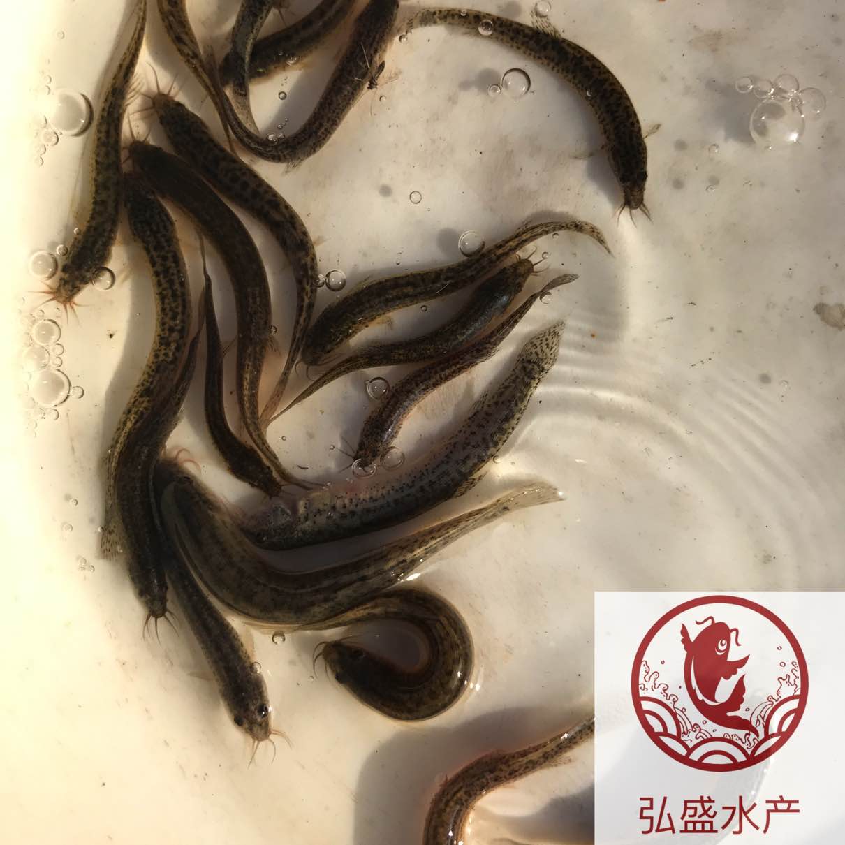 广州市澳洲淡水龙虾苗厂家澳洲淡水龙虾苗批发澳洲龙虾苗养殖场澳龙苗出售