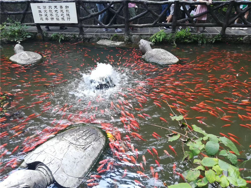 大型魚池清洗清潔圖片/大型魚池清洗清潔樣板圖 (3)