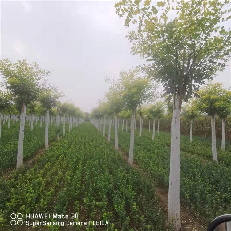 金葉槐樹苗圖片/金葉槐樹苗樣板圖 (4)