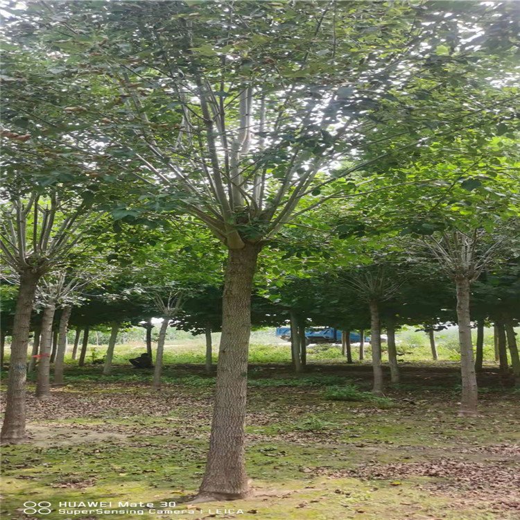 白蠟圖片/白蠟樣板圖 (4)