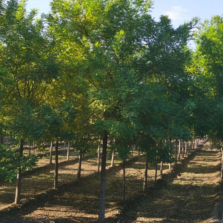 高接金枝槐圖片/高接金枝槐樣板圖 (1)