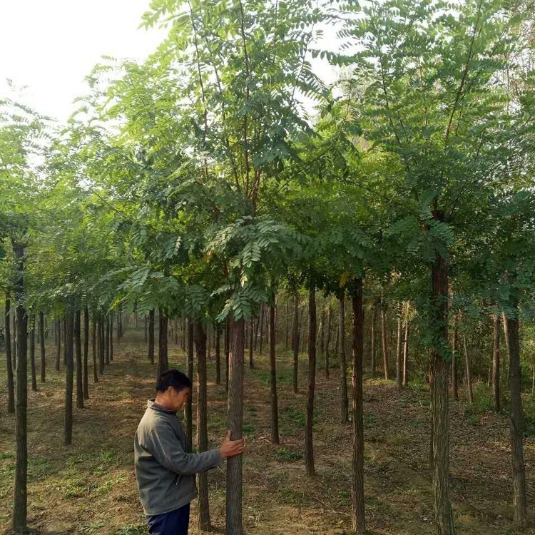 刺槐圖片/刺槐樣板圖 (1)