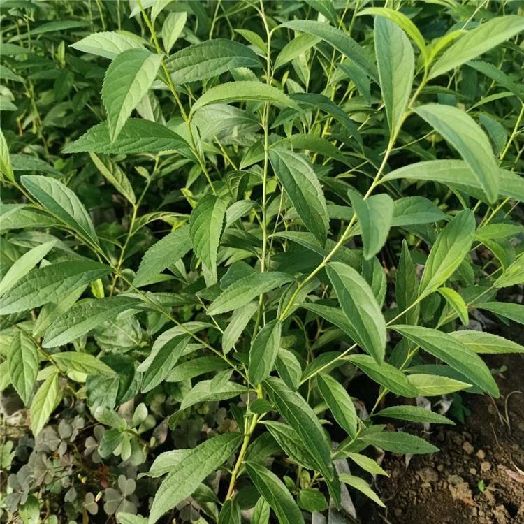 鈣果苗圖片/鈣果苗樣板圖 (4)