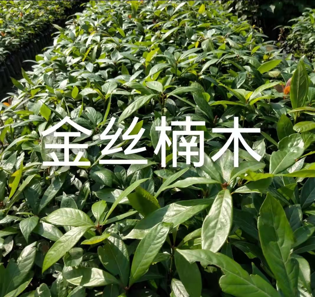 金絲楠苗木圖片/金絲楠苗木樣板圖 (3)