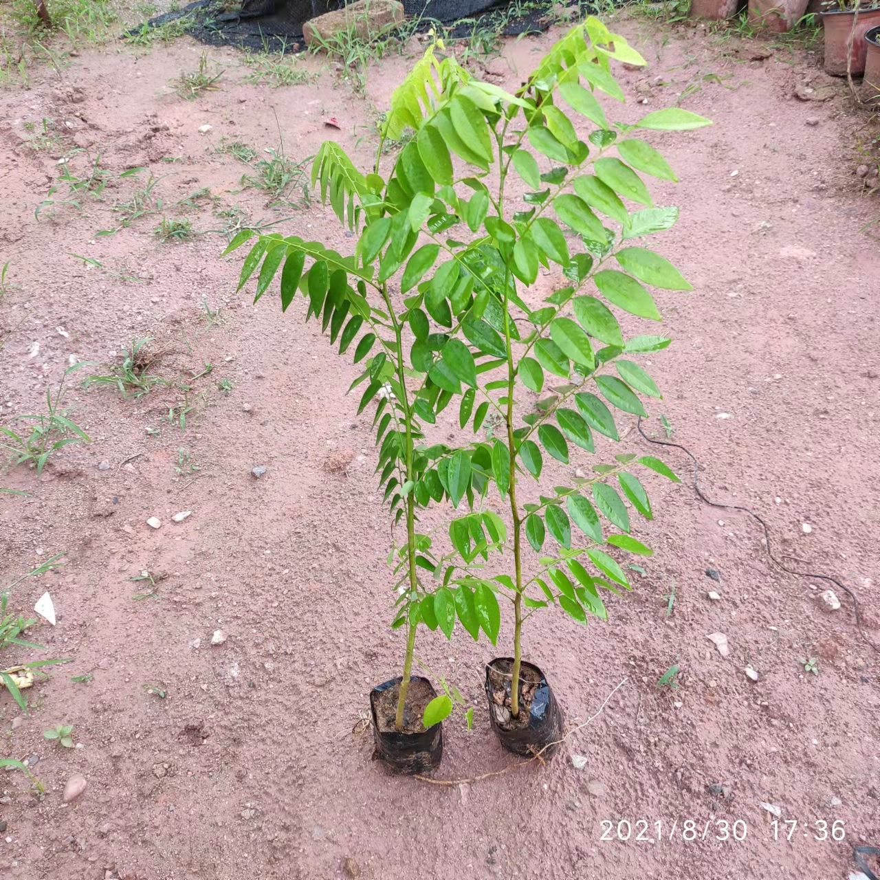 黃花梨圖片/黃花梨樣板圖 (1)