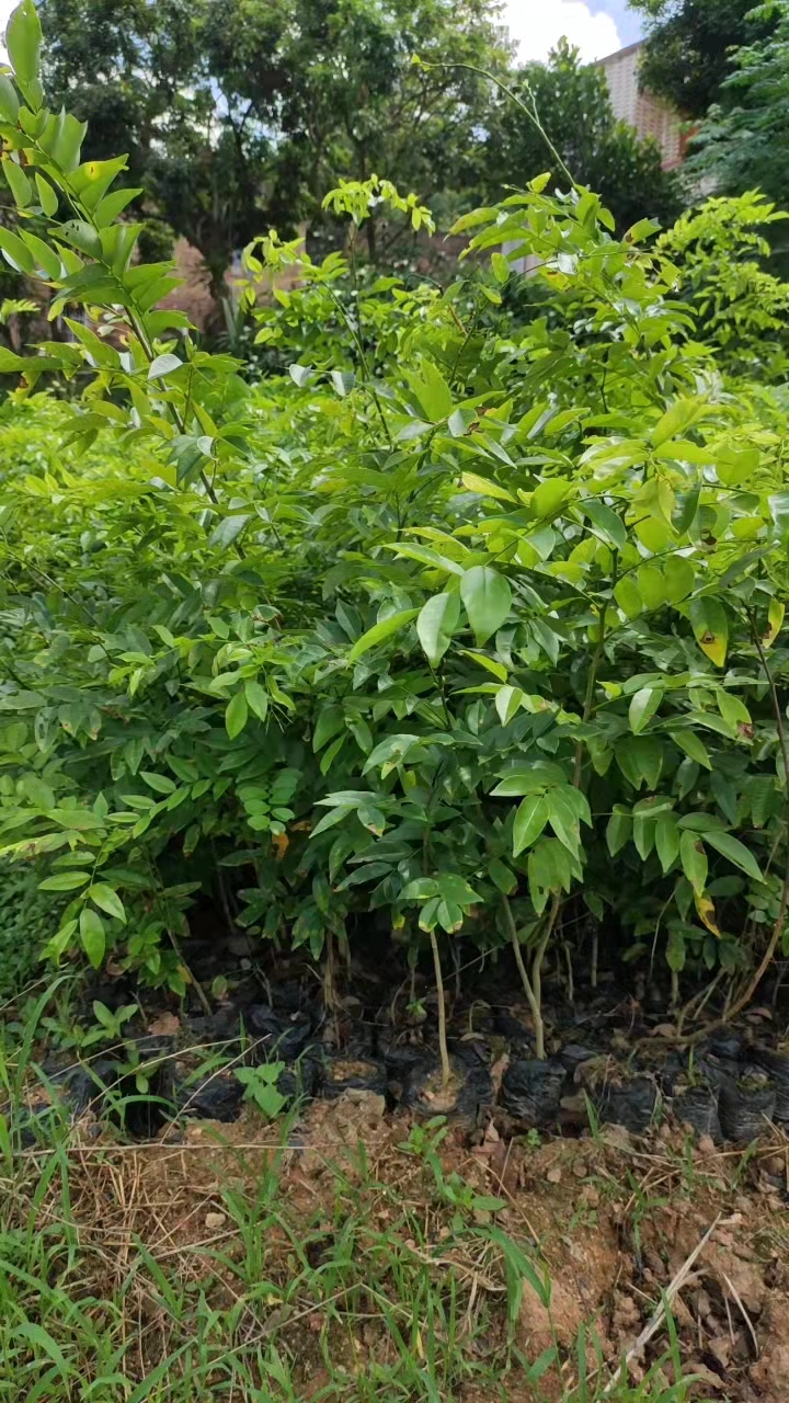 黃花梨圖片/黃花梨樣板圖 (3)