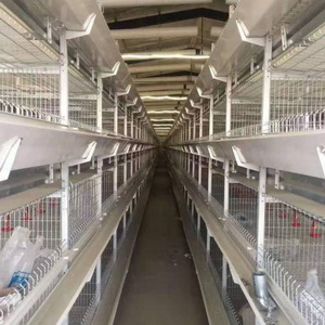 蛋雞籠圖片/蛋雞籠樣板圖 (4)