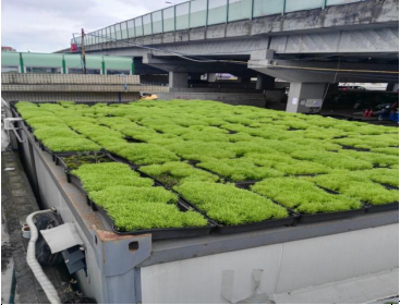 屋頂植草綠化 生態(tài)屋頂植草綠化施工 屋頂植草工程報價