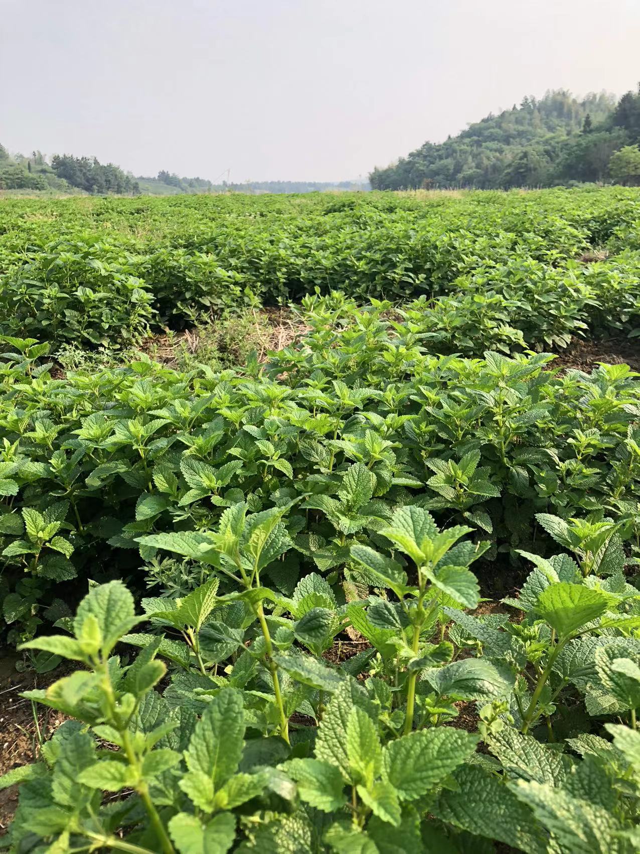 香蜂草圖片/香蜂草樣板圖 (2)