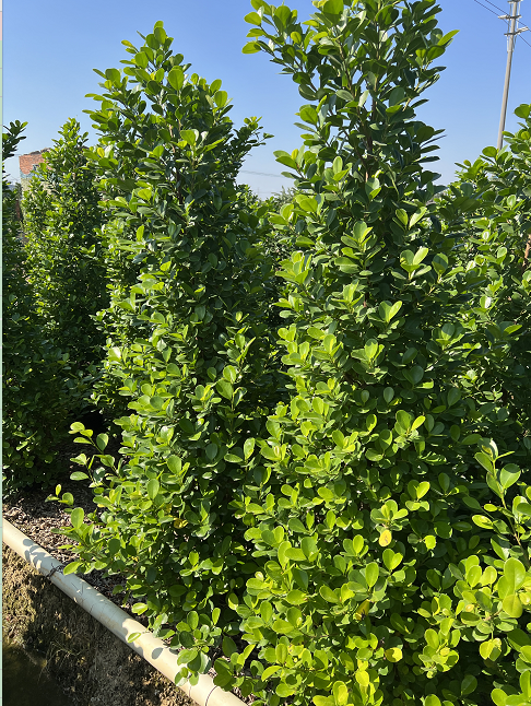 搖錢樹圖片/搖錢樹樣板圖 (4)