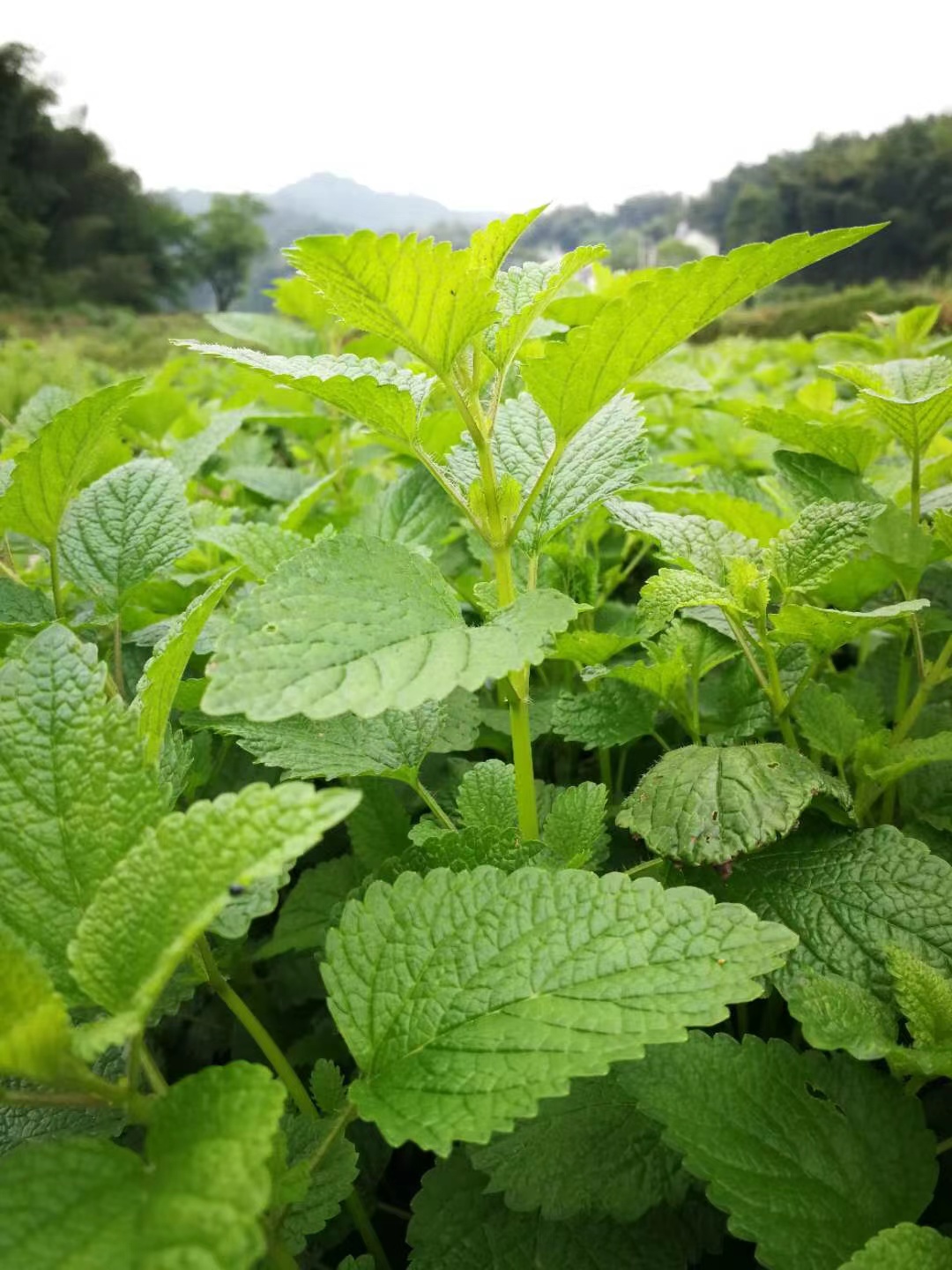 香蜂草圖片/香蜂草樣板圖 (4)