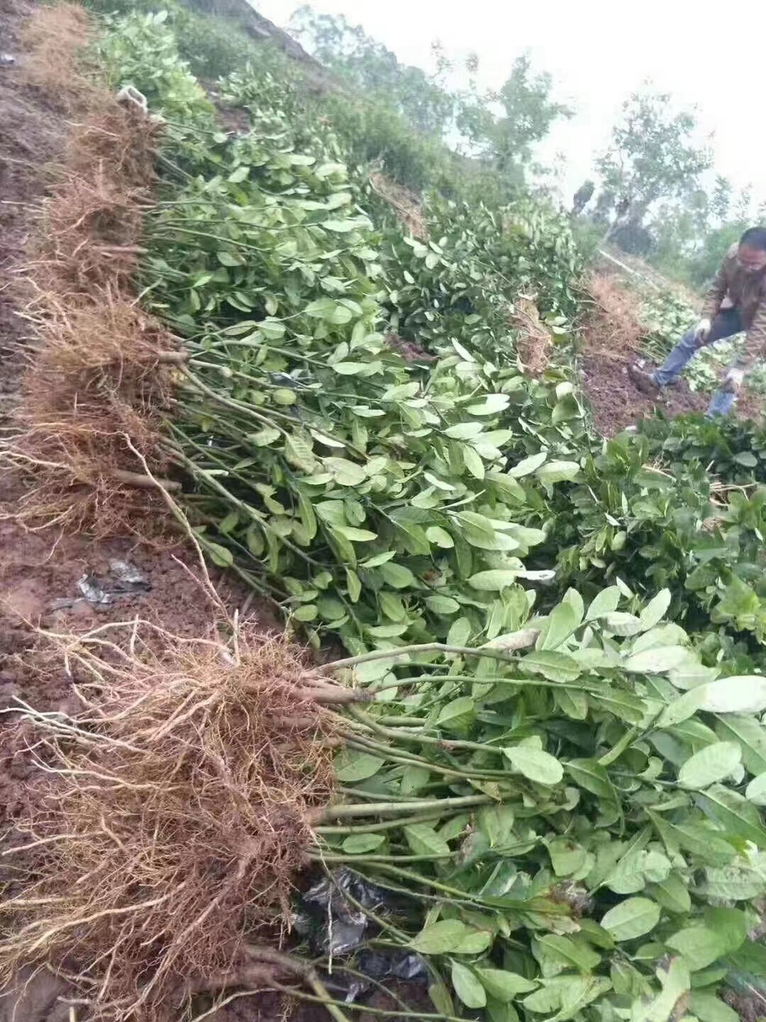 中药材佛手种植 佛手种植市场前景好  基地直发图片