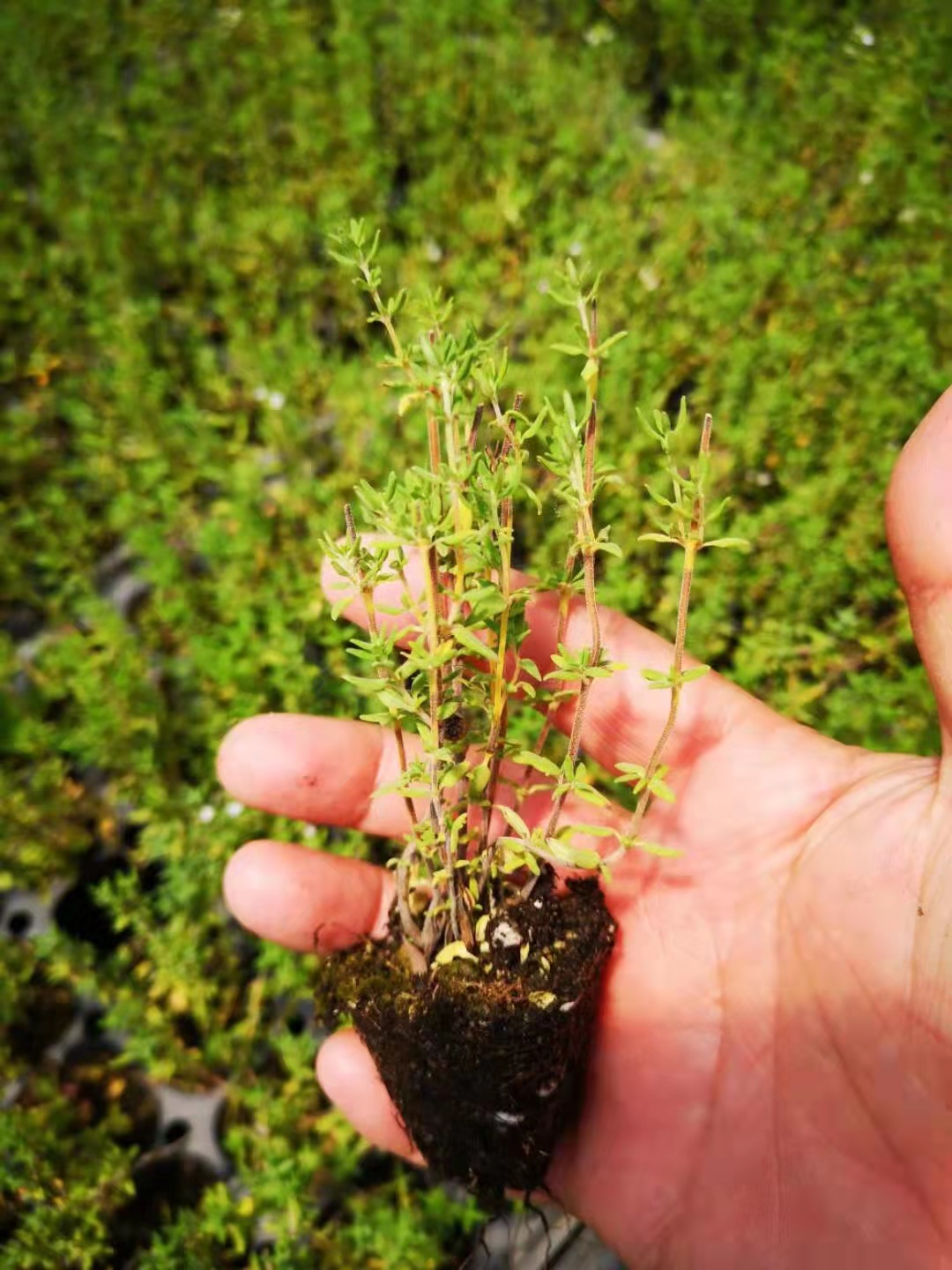 百里香 大量出售百里香種苗 百里香基地直銷