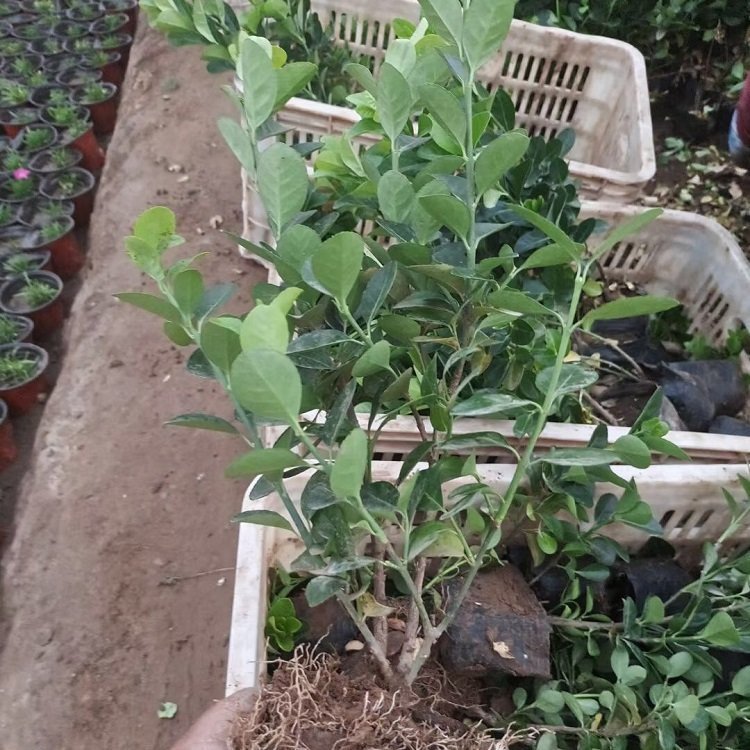 衛(wèi)矛圖片/衛(wèi)矛樣板圖 (2)