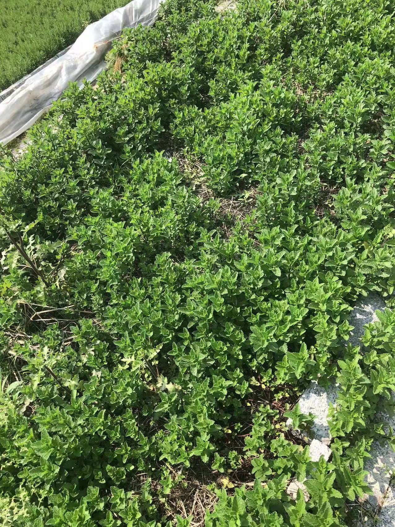 香薄荷圖片/香薄荷樣板圖 (2)