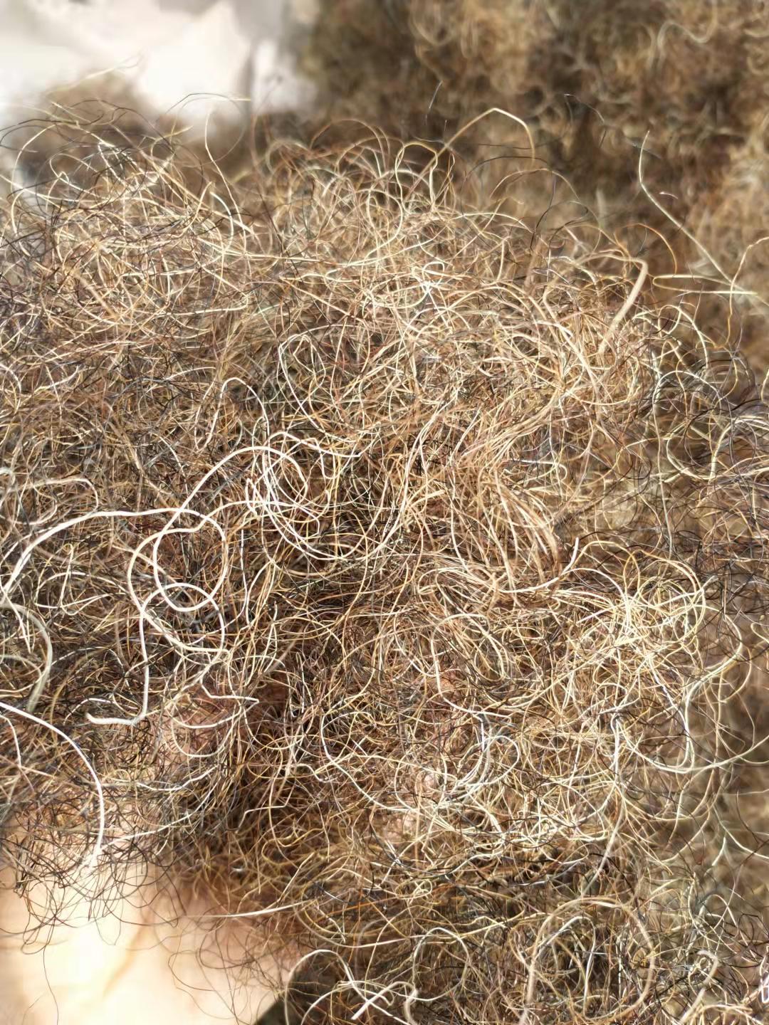 卷馬毛圖片/卷馬毛樣板圖 (1)