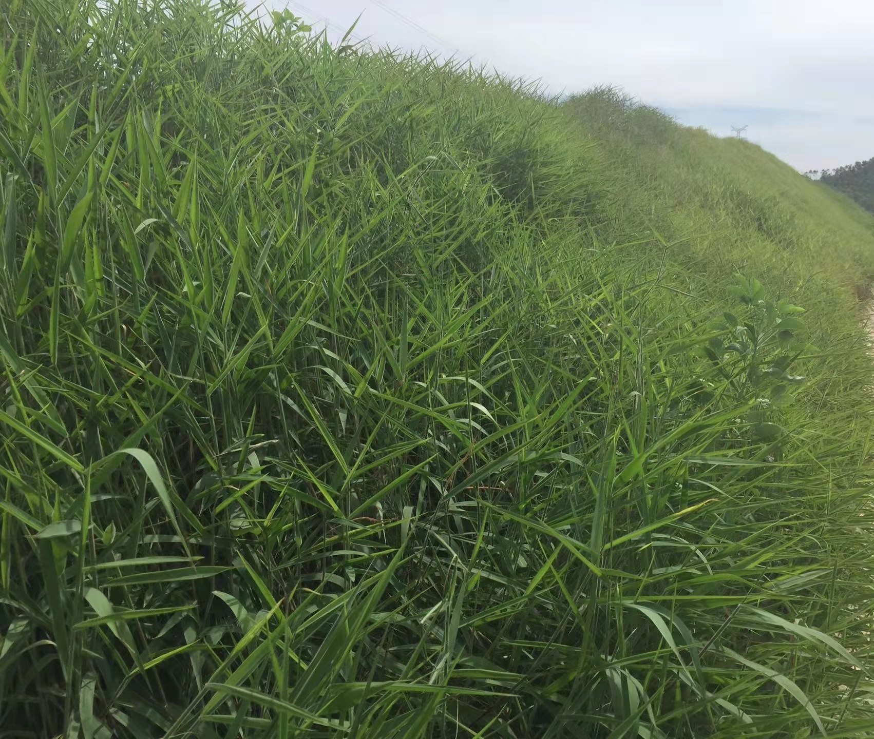 糖蜜草圖片/糖蜜草樣板圖 (1)
