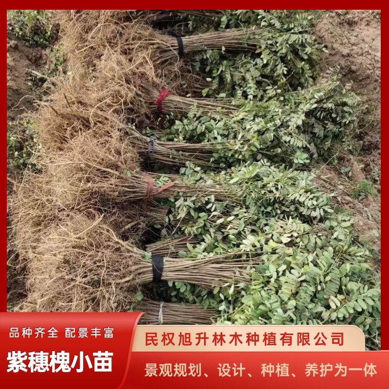 河北營養(yǎng)缽紫穗槐小苗圖片/河北營養(yǎng)缽紫穗槐小苗樣板圖 (2)