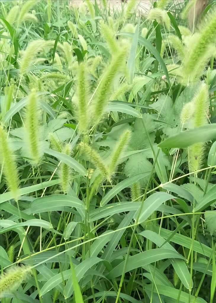 狗尾草圖片/狗尾草樣板圖 (3)