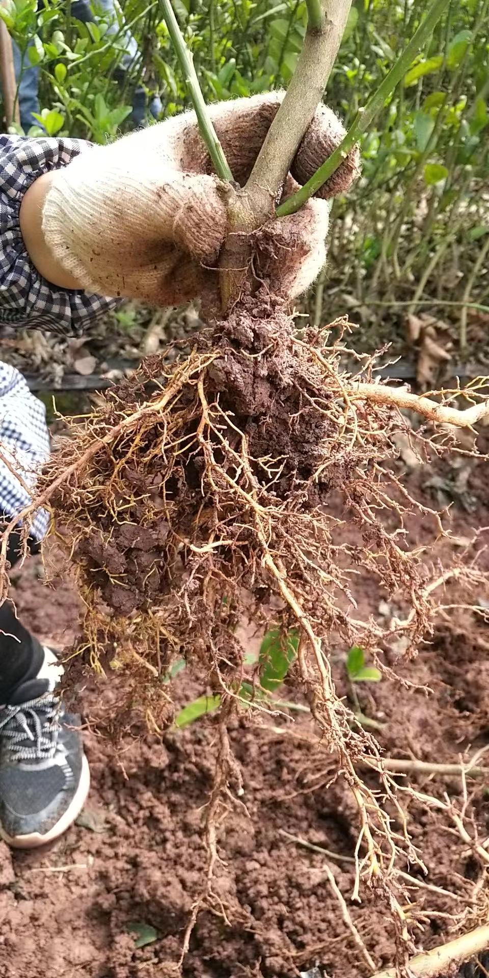 中药材佛手种苗出售佛手种植基地直发，量大从优 佛手种苗种子图片