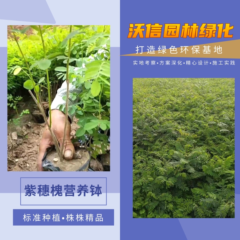 營養(yǎng)杯紫穗槐培育圖片/營養(yǎng)杯紫穗槐培育樣板圖 (1)
