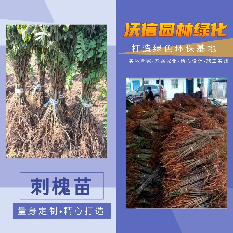 江苏刺槐苗基地供应，刺槐苗批发，刺槐苗供货商