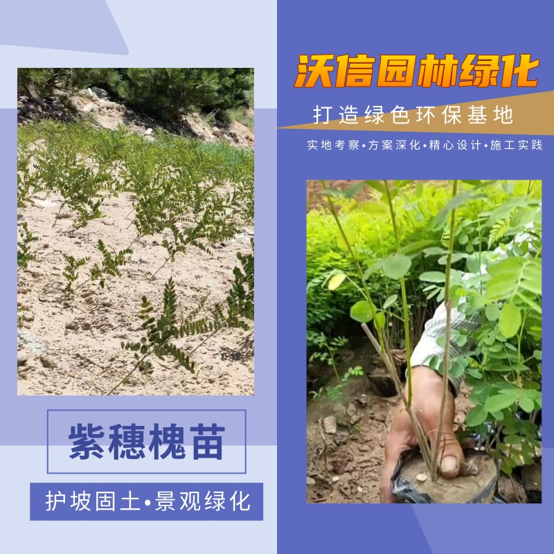 湖北紫穗槐苗湖北紫穗槐苗种植基地_批发价格_产地供应【河南沃信园林绿化工程有限公司】