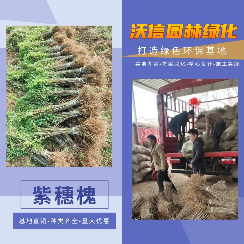 南京绿化紫穗槐批发，绿化紫穗槐供货商，绿化紫穗槐基地出售图片