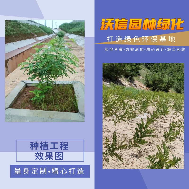 刺槐小苗圖片/刺槐小苗樣板圖 (3)