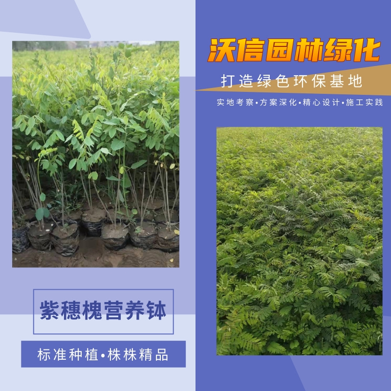 黑龙江紫穗槐秋季起苗基地出售_批发报价一棵多少钱【河南沃信园林绿化工程有限公司】图片